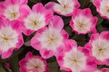 Bahçede renkli lale çiçekleri yetişiyor.