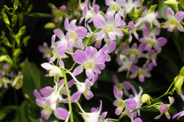 Bahçede iki hörgüçlü güzel Dendrobium çiçekleri