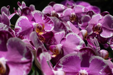 close up of beautiful Doritaenopsis flowers in the garden clipart