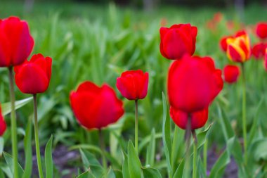 Bahçede renkli lale çiçekleri yetişiyor.