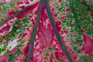 Caladium Pembe Güzellik bitkisinin yakın çekim dokusu.