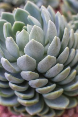 Yakın plan bir serada saksıda sulu bir çiçek