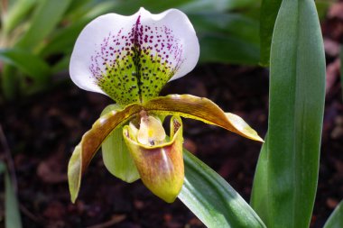 close-up of a beautiful Paphiopedilum callosum flower in the garden clipart