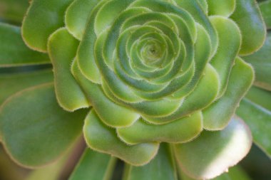 Yakın plan bir serada saksıda sulu bir çiçek