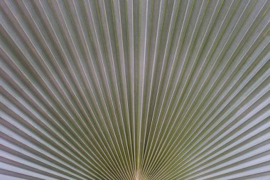 Yeşil palmiye yapraklarının düz dokusunu kapat