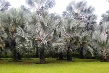 Tayland 'ın bahçesinde egzotik bir ağaç.