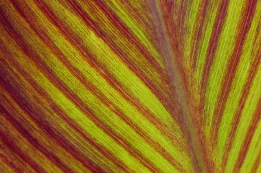 close up texture of red leaves of Canna Lily clipart