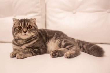 Güzel evcil safkan İskoç kıvırcık tüylü kedi.