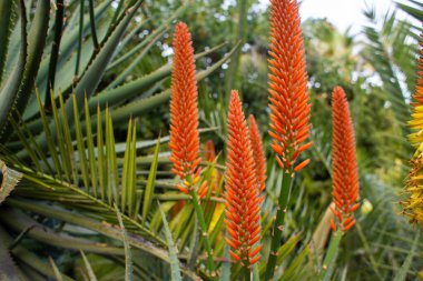 Bahçedeki güzel Aloe Principis çiçeklerine yaklaş.