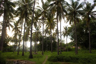 Güzel tropikal palmiye ağaçları kıyıda yetişir.