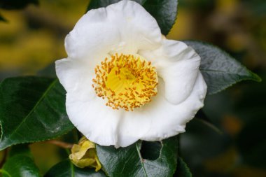 Güzel bir şamandıraya yakın çekim