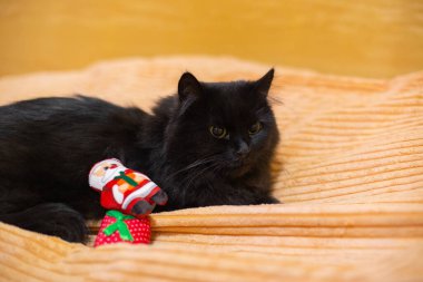Güzel, tüylü, siyah kedi oyuncaklarıyla birlikte evde.