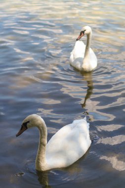 Güzel beyaz kuğular yazın gölde yüzerler.