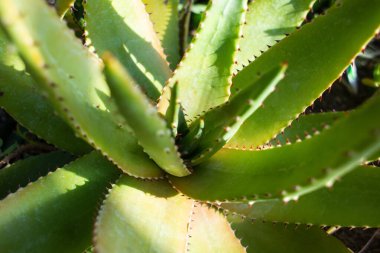 Aloe bitkisinin dikenli yaprağının dokusuna yakın çekim