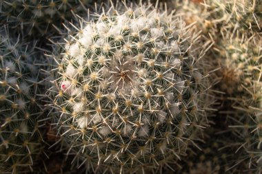 Serada bir sürü farklı dekoratif kaktüs yetişiyor.