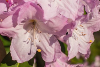 Bahçedeki güzel pembe bir Rhododendron çiçeğine yaklaş.