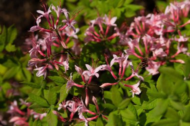 Bahçedeki güzel pembe Japon rhododendron pembe çiçeğinin yakın çekimi.