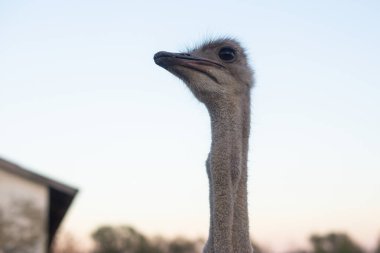 Bir çiftlikteki yetişkin devekuşu sürüsü.