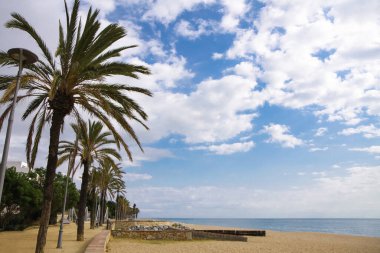 Güzel tropikal palmiye ağaçları kıyıda yetişir.