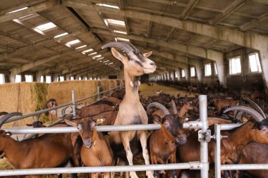 Çiftlikteki bir hangarda büyük bir keçi sürüsü.