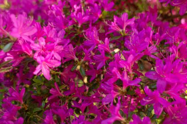 Bahçedeki güzel pembe Japon rhododendron pembe çiçeğinin yakın çekimi.