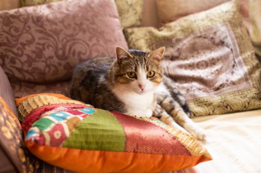 Yastıkların üzerinde dinlenen güzel, evcil tüylü kedi.