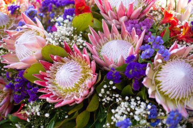 Bahçedeki bir buket güzel Protea devi çiçeğinin yakın çekimi.