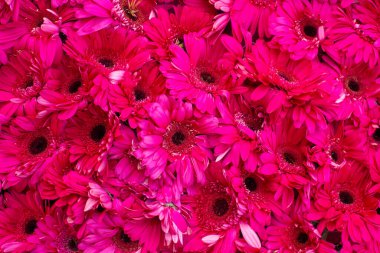 Bahçedeki güzel Gerber Jameson çiçeğinin yakın çekimi.