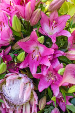 Bahçedeki bir buket güzel Lilium pembe çiçeğinin yakın çekimi.