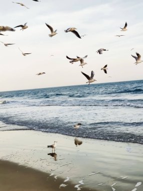 Birçok martı deniz kıyısında uçar.