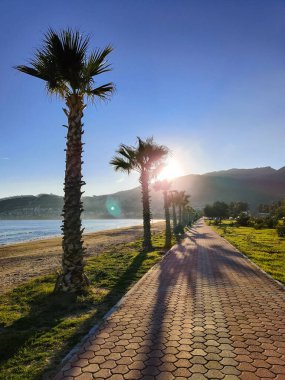 Güzel tropikal palmiye ağaçları kıyıda yetişir.