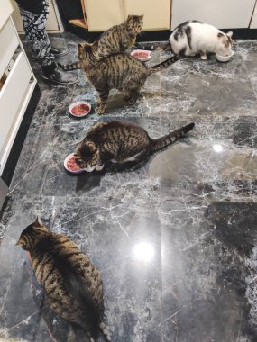 Birçok kedi evdeki mutfakta yemek yer.