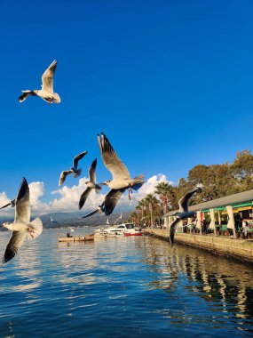 Birçok martı ve ördek balık yakalamak için denizin üzerinde uçar.
