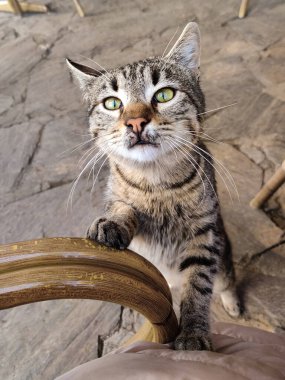 Komik görünüşlü bir kedinin kafasının yakın çekimi.