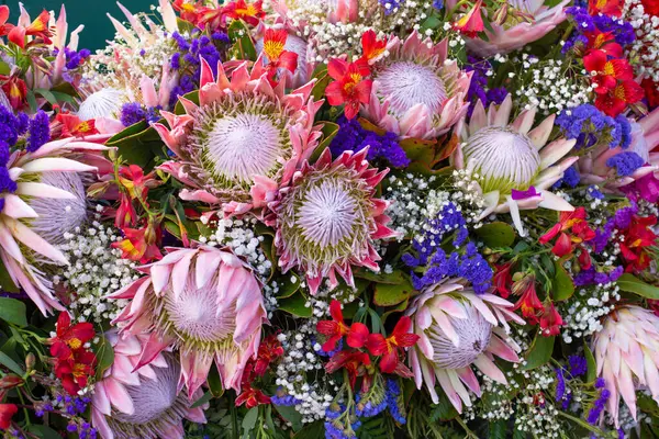 Bahçedeki bir buket güzel Protea devi çiçeğinin yakın çekimi.