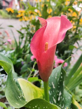 Bahçedeki güzel Calla çiçeğine yaklaş.