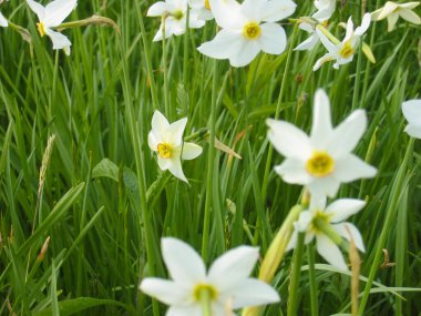 Sahada beyaz narsisli çiçeklere yakın çekim