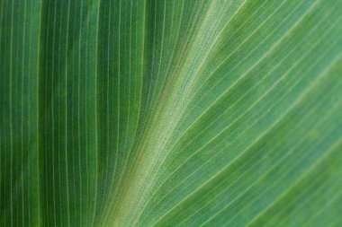 Yakın çekim dokusu ve lifler, bir yaprağın üzerindeki damarlar.