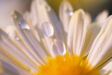 Güzel beyaz papatya çiçekleri tarlada yetişir.