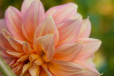 Bahçedeki güzel Dahlia çiçeğine yaklaş.