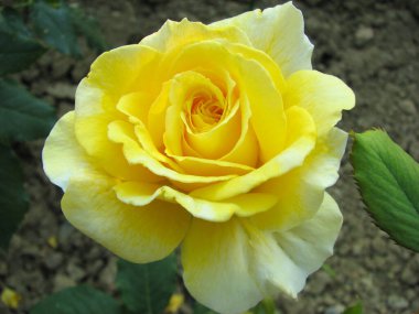 Bahçede yetişen güzel sarı gül