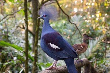 Ormandaki güzel taçlı güvercine yakın plan.