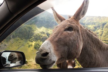 Eşeğin kafasının arabanın camına yakın çekim.