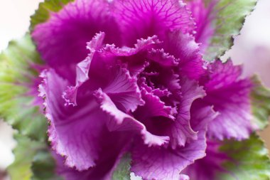 Bahçede güzel bir Brassica oleracea var acephala üç renkli çiçeğin yakın çekimi