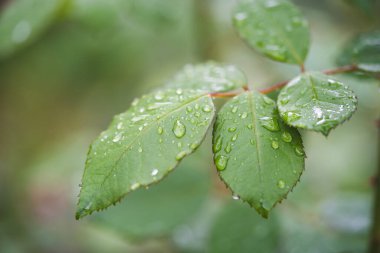 Yeşil bir yaprağın üzerine düşen damlacıklar