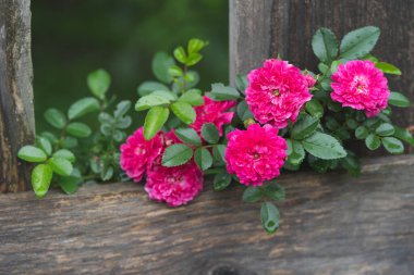 bahçede büyüyen güzel pembe gül