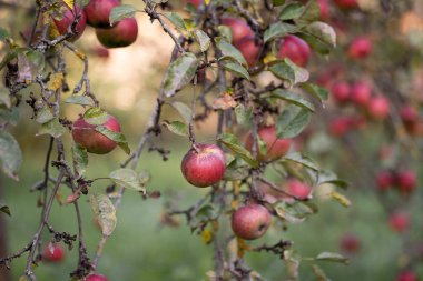 many ripe red apples on a tree branch