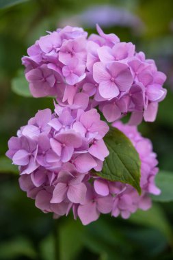 Bahçedeki güzel pembe ortanca çiçekleri