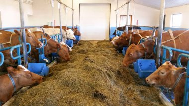 Çiftlikteki bir ahırda güzel olgun inekler