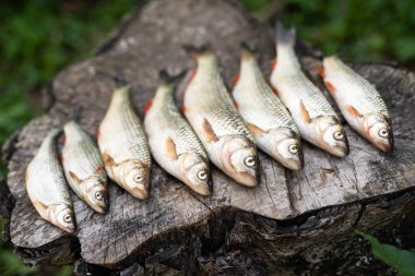 Bir balıkçı tarafından tahtaya serilmiş güzel bir balık avı.